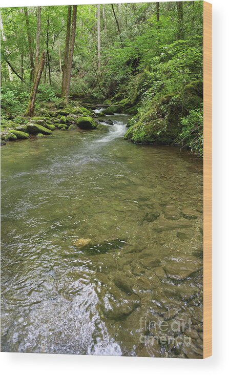 Trees Wood Print featuring the photograph Forest Creek by Phil Perkins