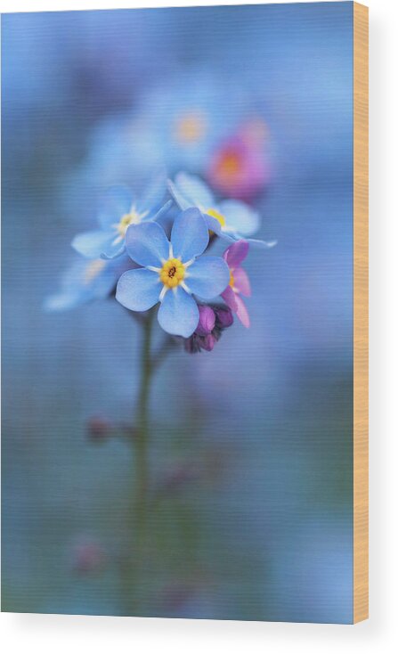 Forget-me-not Wood Print featuring the photograph Forget Me Not by Maria Meester