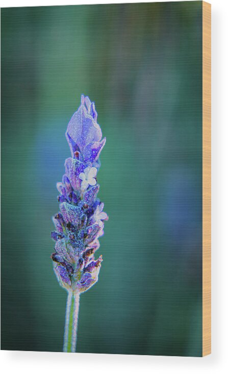 French Lavender Wood Print featuring the photograph Fragrant French Lavender by Lindsay Thomson
