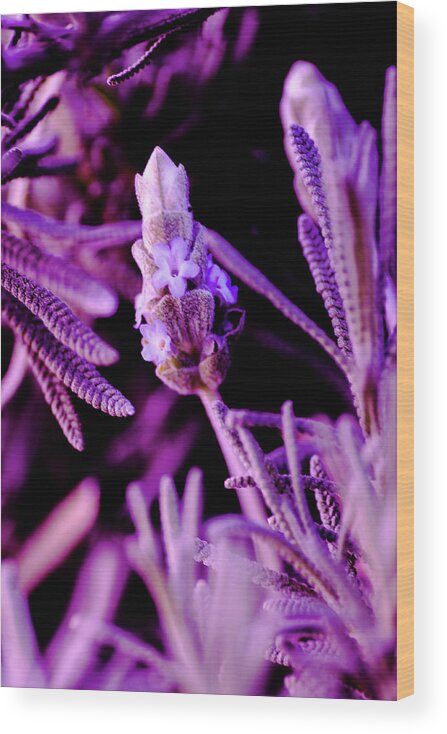 Plants Wood Print featuring the photograph French Lavender by Jessy Chaidez