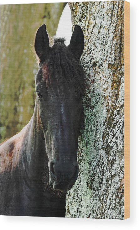 Horse Wood Print featuring the photograph Fresian Soul by Felipe Correa