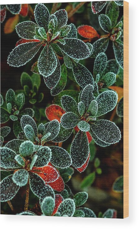 Christmas Wood Print featuring the photograph Frosty Leaves by Matthew Irvin