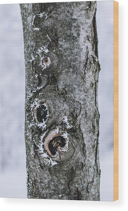 Frozen Wood Print featuring the photograph Frozen Tree Trunk by Kim Sowa