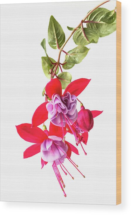 Fuchsia Wood Print featuring the photograph Fuchsia Cluster #5 by Patti Deters
