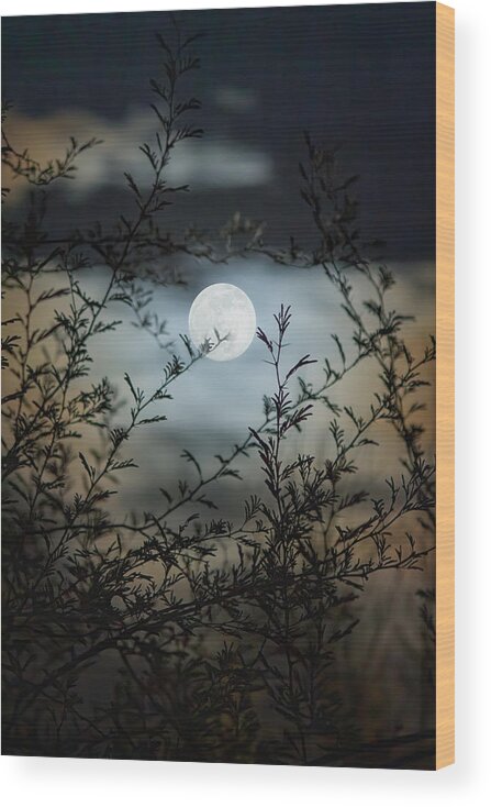 Arizona Wood Print featuring the photograph Full Moon Through Mesquite Branches by Teresa Wilson