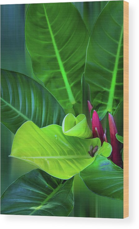 Philodendron Wood Print featuring the photograph Garden Botanicals VIII by Debra and Dave Vanderlaan