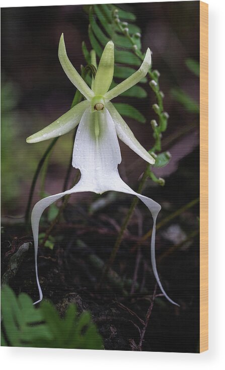 Big Cypress National Preserve Wood Print featuring the photograph Ghost Orchid Survivor by Rudy Wilms