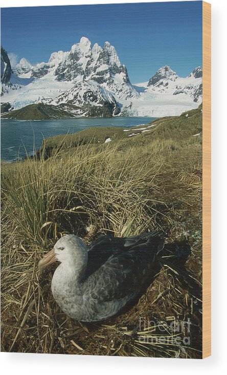 00260858 Wood Print featuring the photograph Giant Petrel and Mt Cunningham by Grant Dixon