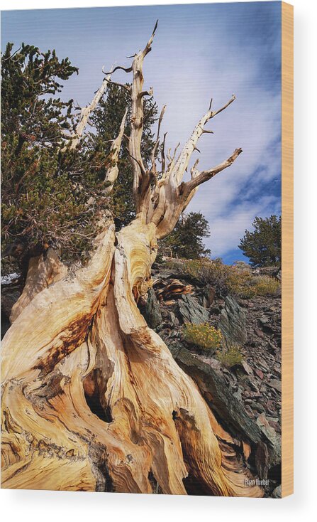 Bristlecone Pine Wood Print featuring the photograph Gnarled and Alive by Ryan Huebel