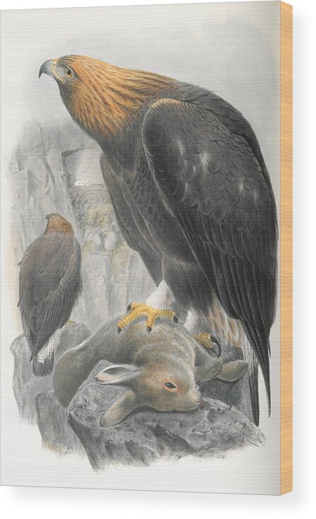 Golden Eagle Wood Print featuring the mixed media Golden Eagle. John Gould by World Art Collective