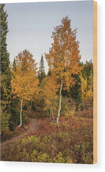 Colorado Wood Print featuring the photograph Golden Path by Jack Clutter