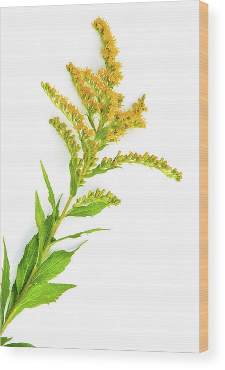 Flowers Wood Print featuring the photograph Goldenrod by Christina Rollo