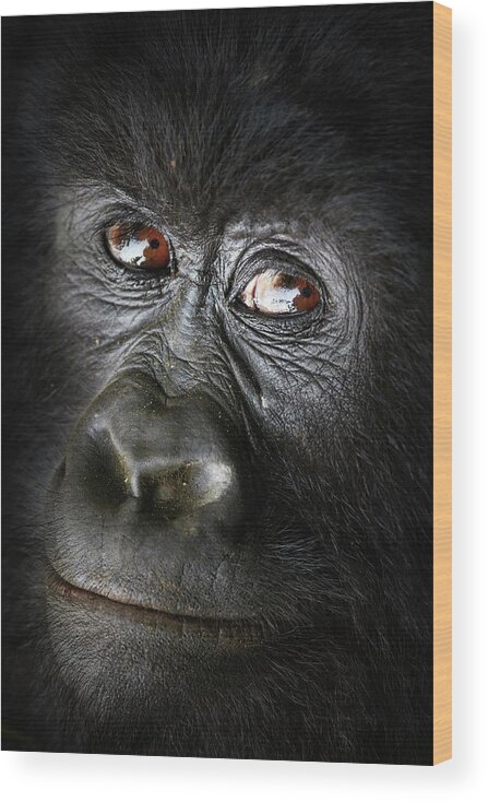 Gorilla Wood Print featuring the photograph Gorille Bageni by Sebastien Meys