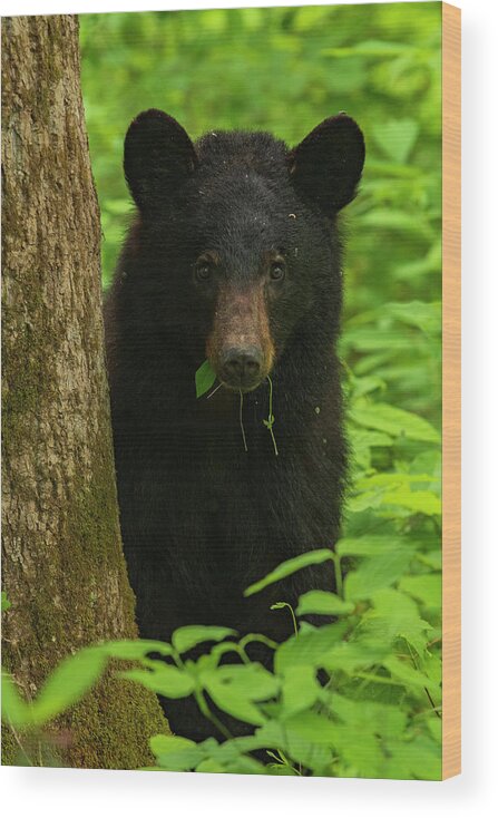 Great Smoky Mountains National Park Wood Print featuring the photograph Grazing Black Bear by Melissa Southern