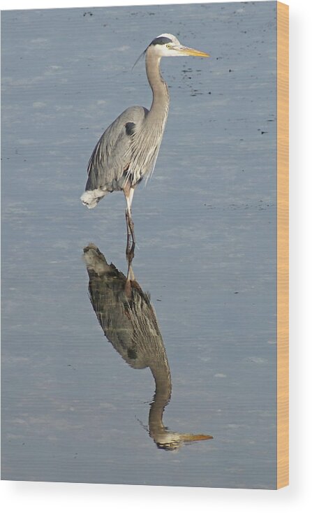 Harbor Wood Print featuring the photograph Great Blue Heron by Bill TALICH
