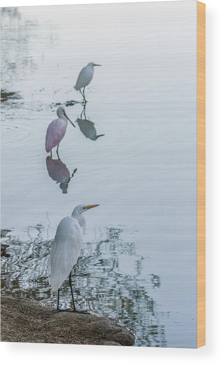Great Egret Wood Print featuring the photograph Great Egret, Roseate Spoonbill, Snowy Egret 0542-020521 by Tam Ryan
