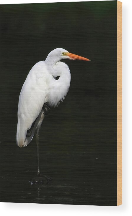 Great Egret Wood Print featuring the photograph Great Egret by Shixing Wen