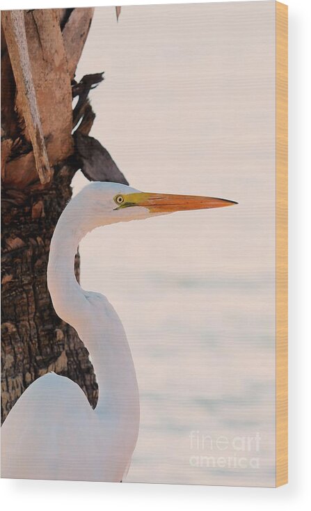 Great White Egret Wood Print featuring the photograph Great White Egret Standing by a Cabbage Palm Tree by Joanne Carey