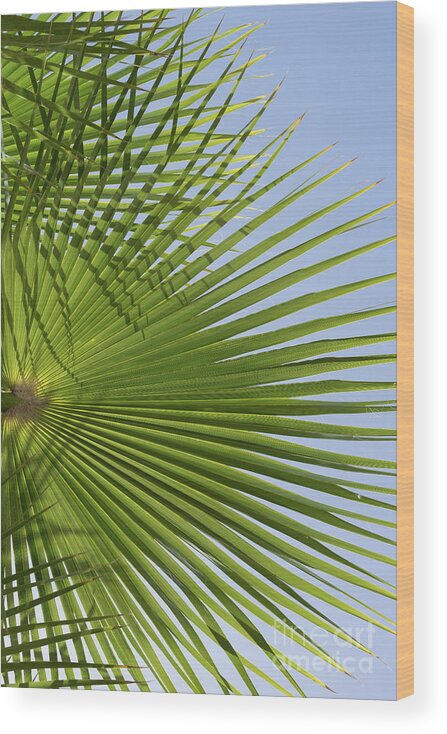 Palm Leaf Wood Print featuring the photograph Green palm leaf and blue sky, beach season by Adriana Mueller