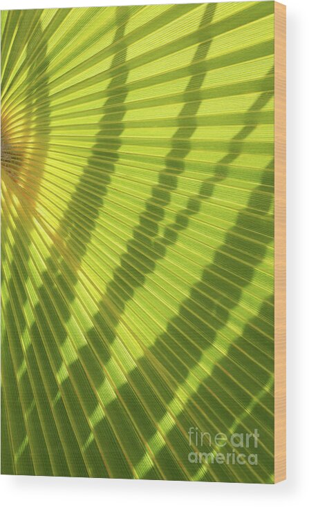 Palm Leaf Wood Print featuring the photograph Green palm leaf and shadows 1 by Adriana Mueller