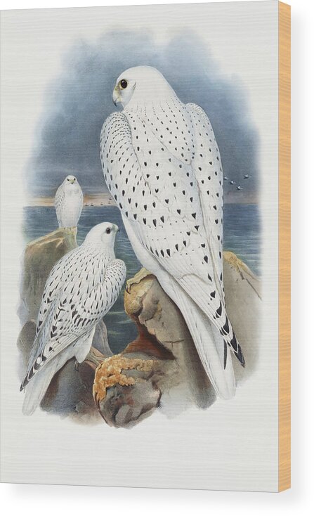 Greenland Wood Print featuring the drawing Greenland Falcon by John Gould by Mango Art