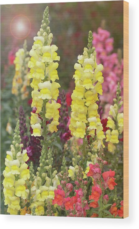 Snapdragons Wood Print featuring the photograph Greeting the Day by Vanessa Thomas