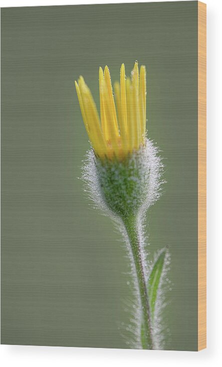 Groundsel Wood Print featuring the photograph Groundsel Flower by Phil And Karen Rispin