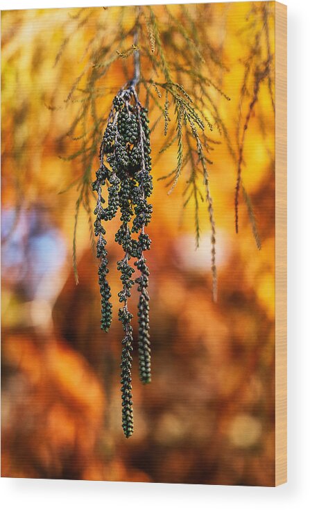 Leaves Wood Print featuring the photograph Hanging Green Berries in Autumn by Stuart Litoff
