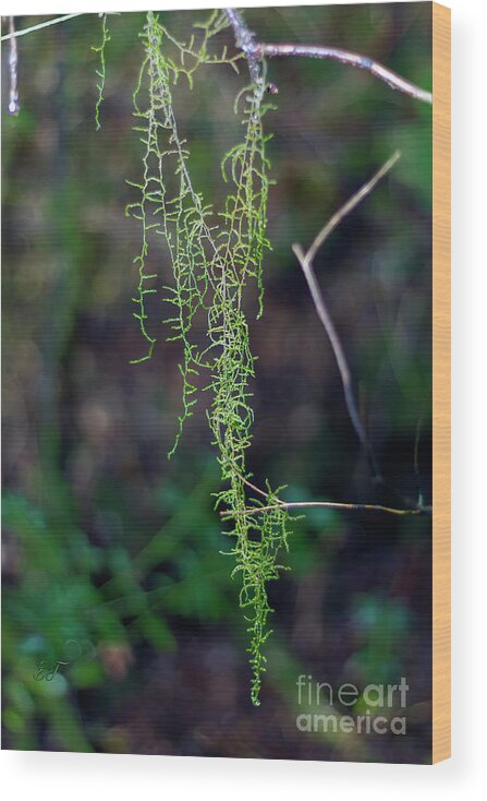 Leaves Wood Print featuring the photograph Hanging Lichen by Elaine Teague