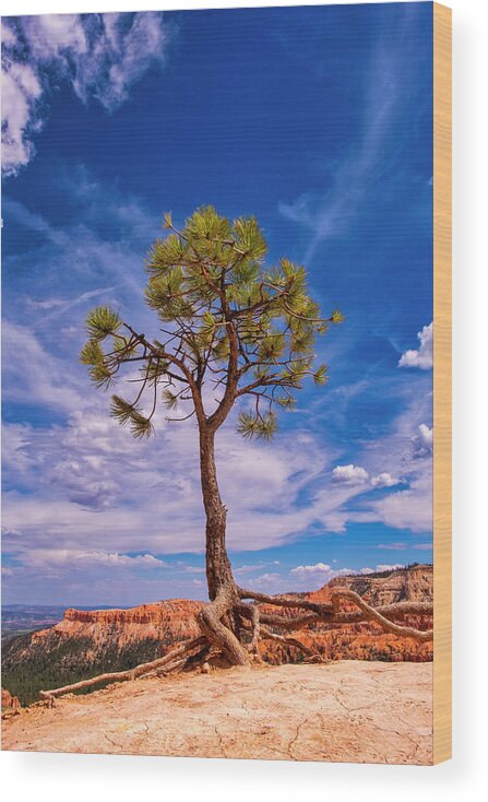 Bryce Wood Print featuring the photograph Hanging On by Phil Marty