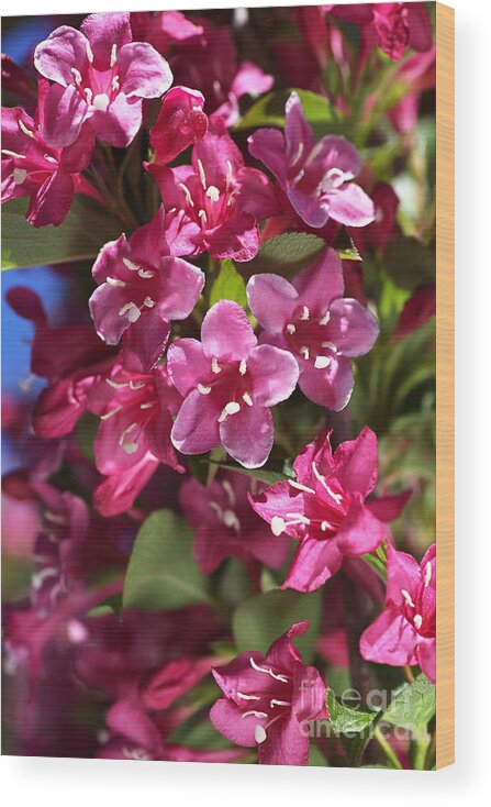 Bubbleblue Wood Print featuring the photograph Happy Small Pink Flowers by Joy Watson