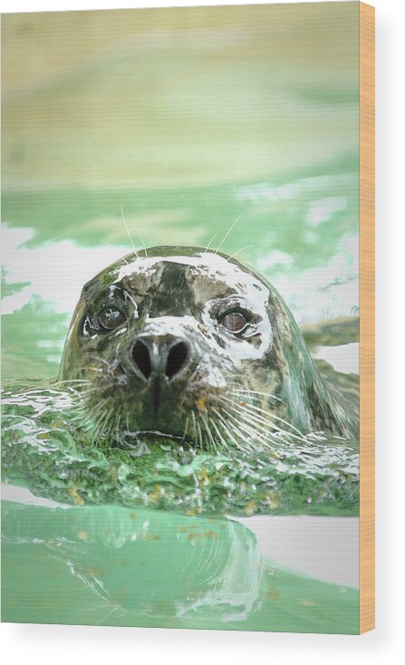 Harbor Seal Wood Print featuring the photograph Harbor Seal by Lens Art Photography By Larry Trager