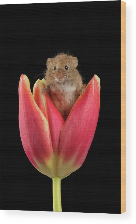 Harvest Wood Print featuring the photograph Harvest Mouse-1601 by Miles Herbert