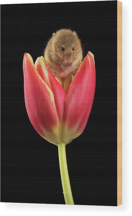 Harvest Wood Print featuring the photograph Harvest Mouse-1641 by Miles Herbert