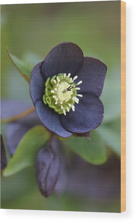 Helleborus Orientalis Wood Print featuring the photograph Hellebore by Tammy Pool