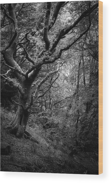 Tree Wood Print featuring the photograph Hello darkness by Gavin Lewis