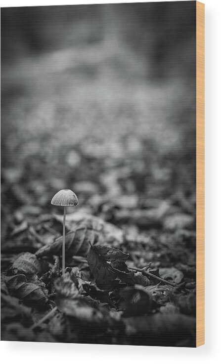 Mushroom Wood Print featuring the photograph Hello there little one by Gavin Lewis