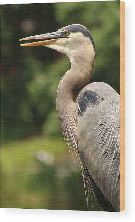 Jane Ford Wood Print featuring the photograph Heron's Profile by Jane Ford
