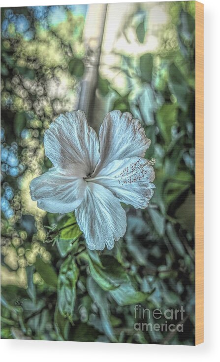 Hibiscus Wood Print featuring the photograph Hibiscus Glow by Elaine Teague