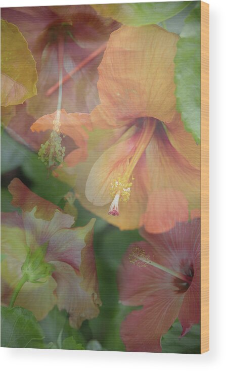 Flowers Wood Print featuring the photograph Hibiscus Multiple by M Kathleen Warren