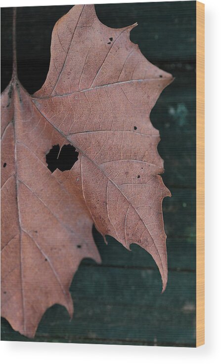 Mountain Wood Print featuring the photograph Hidden Leaf Heart by Go and Flow Photos