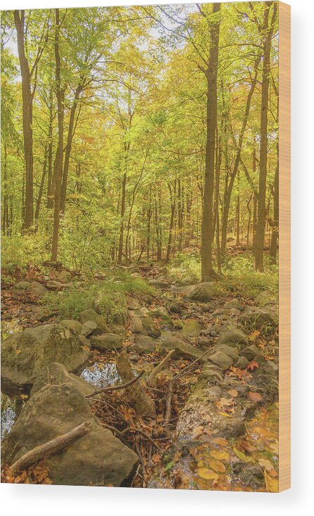 Road Wood Print featuring the photograph Hiking Through the Enchanted Forest by Auden Johnson