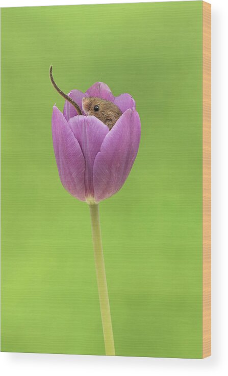 Harvest Wood Print featuring the photograph HMTulips-7567 by Miles Herbert