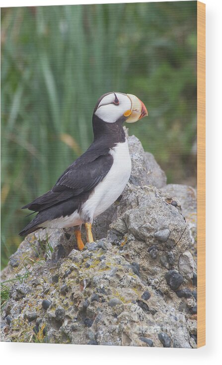 Bird Wood Print featuring the photograph Horned Puffin by Chris Scroggins