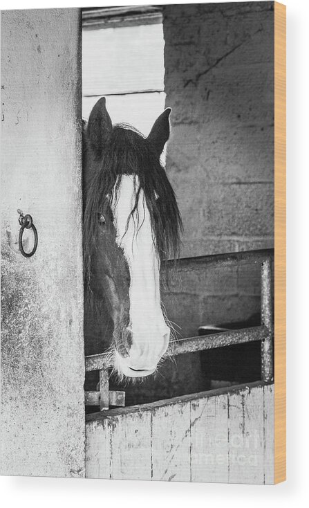 Horse Wood Print featuring the photograph Horse in Stable bw Vert by Eddie Barron