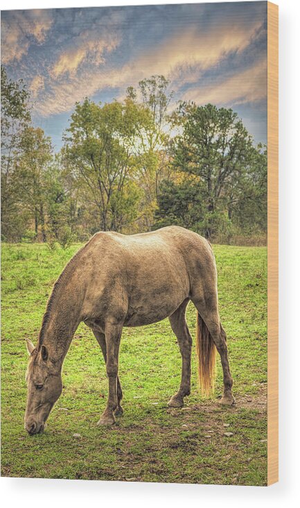 Cades Wood Print featuring the photograph Horses Grazing in Cades Cove by Debra and Dave Vanderlaan