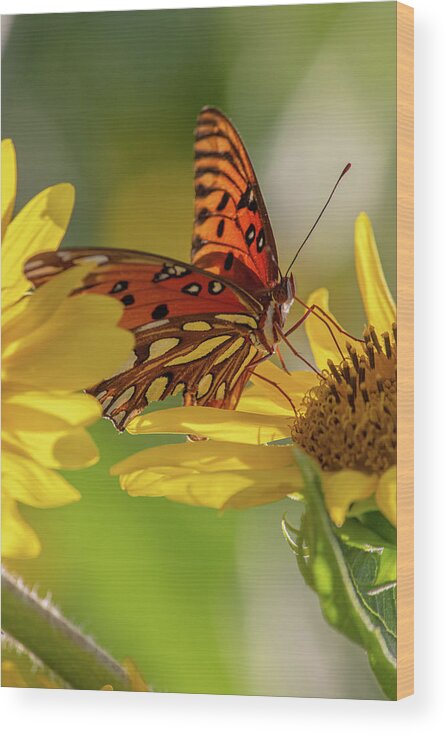 Butterfly Wood Print featuring the photograph Hungry butterfly by Jamie Tyler