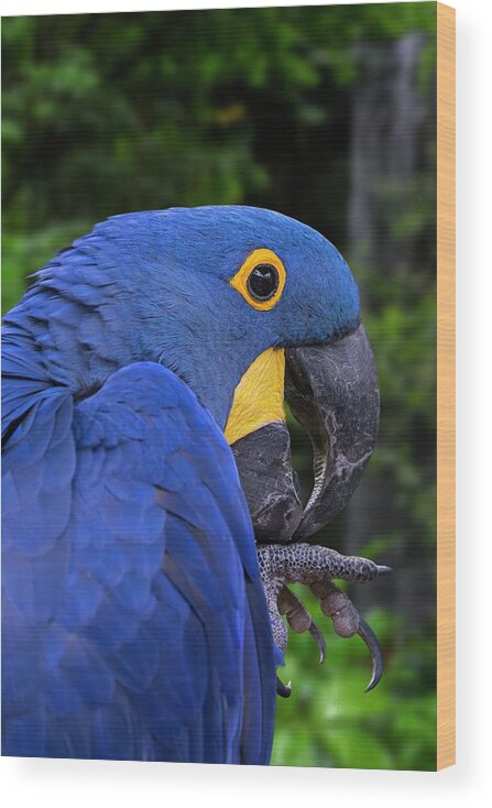 Hyacinth Macaw Wood Print featuring the photograph Hyacinth Macaw in Rainforest by Arterra Picture Library