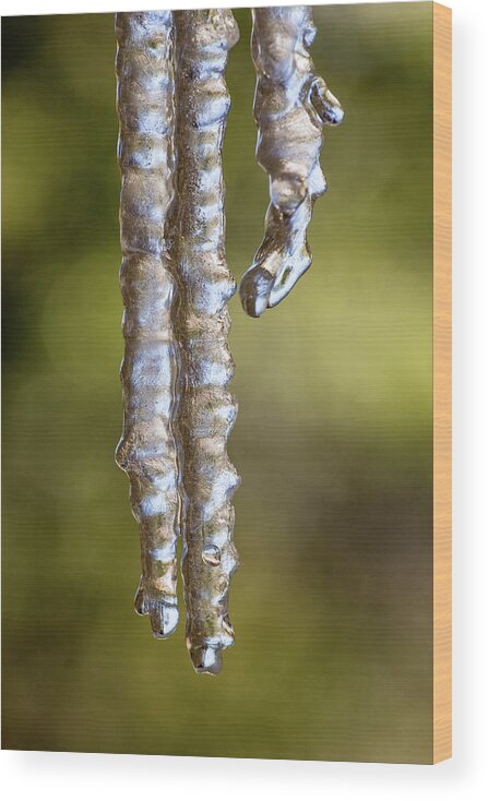 Icicles Wood Print featuring the photograph Icicles Frozen in Time 002044 by Renny Spencer