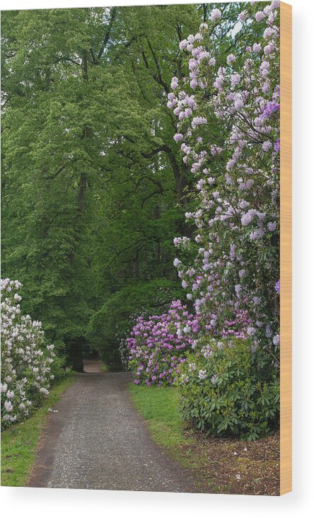 Jenny Rainbow Fine Art Photography Wood Print featuring the photograph In Rhododendron Woods 25 by Jenny Rainbow